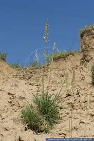 Attēlu rezultāti vaicājumam “Koeleria glauca”