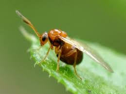 Attēlu rezultāti vaicājumam “Cynipidae”
