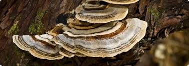 Attēlu rezultāti vaicājumam “Trametes versicolor”