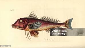 Image result for Chelidonichthys cuculus
