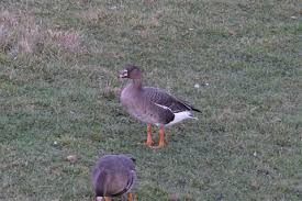 Attēlu rezultāti vaicājumam “Anser serrirostris”