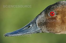 Image result for Aythya valisineria