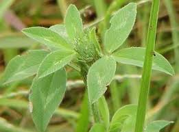 Attēlu rezultāti vaicājumam “Trifolium medium leaf”