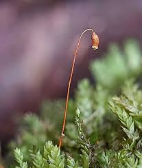 Attēlu rezultāti vaicājumam “sporophyte”