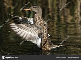 Attēlu rezultāti vaicājumam “Anas strepera female”