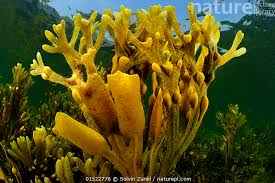 Attēlu rezultāti vaicājumam “Fucus vesiculosus”