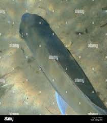 Image result for Diplodus capensis