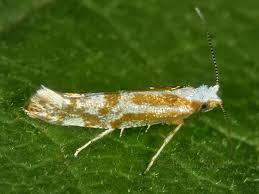 Attēlu rezultāti vaicājumam “Argyresthia albistria”