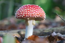 Image result for vliegenzwam