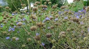 Attēlu rezultāti vaicājumam “Jasione montana”