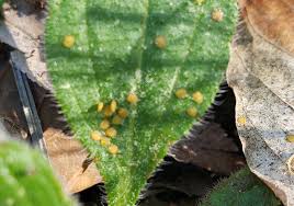 Attēlu rezultāti vaicājumam “Rudbeckia hirta var. hirta leaf”