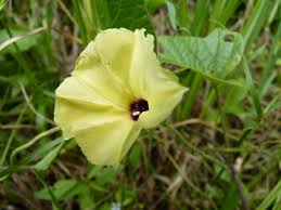 Attēlu rezultāti vaicājumam “Convolvulaceae”