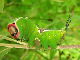 Attēlu rezultāti vaicājumam “Cerura vinula”