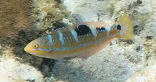 Image result for Halichoeres radiatus