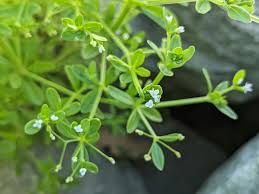 Attēlu rezultāti vaicājumam “Galium trifidum”