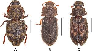 Attēlu rezultāti vaicājumam “Zopheridae”