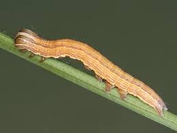 Attēlu rezultāti vaicājumam “Euclidia glyphica”