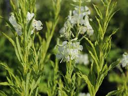 Image result for Weidenröschen