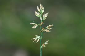 Attēlu rezultāti vaicājumam “Poa compressa”