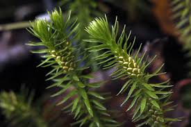 Attēlu rezultāti vaicājumam “Huperzia selago”