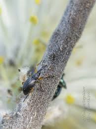 Attēlu rezultāti vaicājumam “Apionidae”