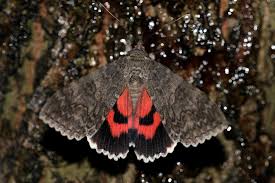 Attēlu rezultāti vaicājumam “Catocala nupta”