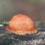 Attēlu rezultāti vaicājumam “Fuligo leviderma spores”