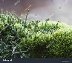 Attēlu rezultāti vaicājumam “Cladonia fimbriata”