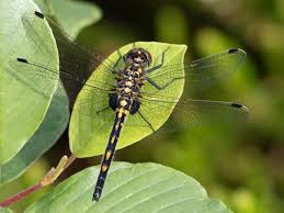 Attēlu rezultāti vaicājumam “Leucorrhinia dubia”