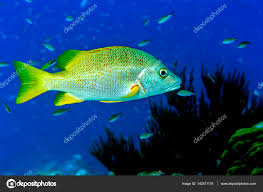 Image result for Lutjanus apodus