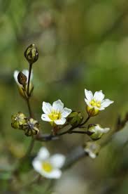 Attēlu rezultāti vaicājumam “Linum catharticum fruit”