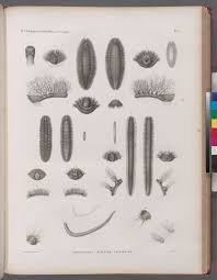 Attēlu rezultāti vaicājumam “Annelides”