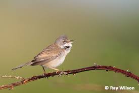 Attēlu rezultāti vaicājumam “Sylvia communis adult”