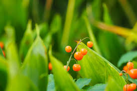Attēlu rezultāti vaicājumam “Convallaria majalis fruit”