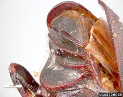 Attēlu rezultāti vaicājumam “Scolytus ratzeburgi”