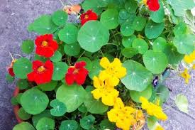 Image result for Tropaeolum minus