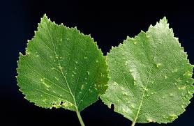 Attēlu rezultāti vaicājumam “Betula pubescens”