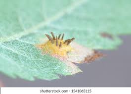 Attēlu rezultāti vaicājumam “Gymnosporangium cornutum”