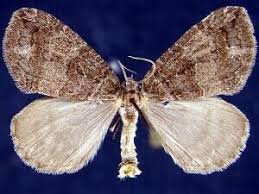 Attēlu rezultāti vaicājumam “Hydriomena furcata”