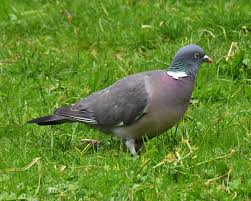 Image result for Columba palumbus