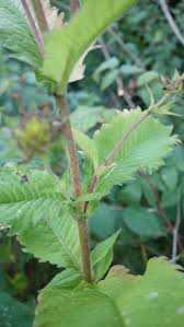 Image result for Knautia dipsacifolia