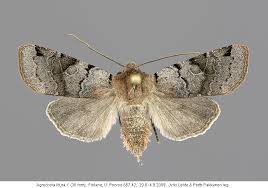 Attēlu rezultāti vaicājumam “Agrochola litura”