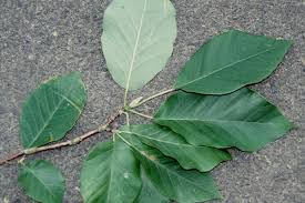 Attēlu rezultāti vaicājumam “Magnolia acuminata leaf”