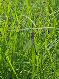 Attēlu rezultāti vaicājumam “Gomphus flavipes”