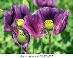 Attēlu rezultāti vaicājumam “Papaver somniferum flower”