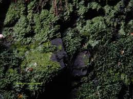 Attēlu rezultāti vaicājumam “Schistostega pennata”