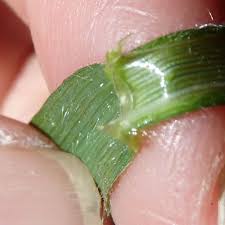 Attēlu rezultāti vaicājumam “Hordelymus europaeus leaf”