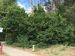 Attēlu rezultāti vaicājumam “Ulmus minor f. suberosa”