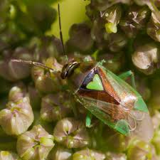 Attēlu rezultāti vaicājumam “Orthops campestris”