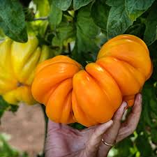 Afbeeldingsresultaat voor oranje van goeienbier tomato